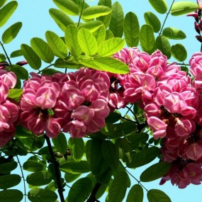 紫槐花开惹人爱