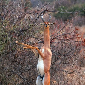 你见过羚羊跳舞吗？