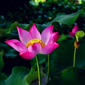 荷花-航海王基德