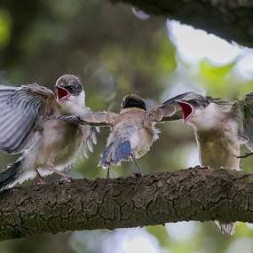 鸟儿启示录——爱与教