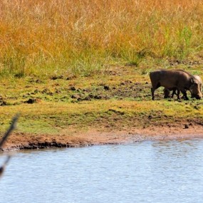 野生动物的天堂