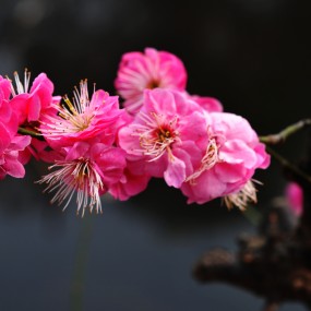 新 春 腊 梅    香 透 西 安