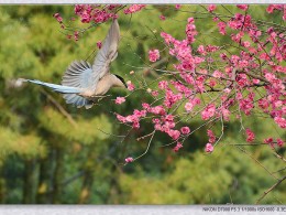 喜鹊闹梅报春来