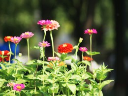 广场花坛花卉小片
