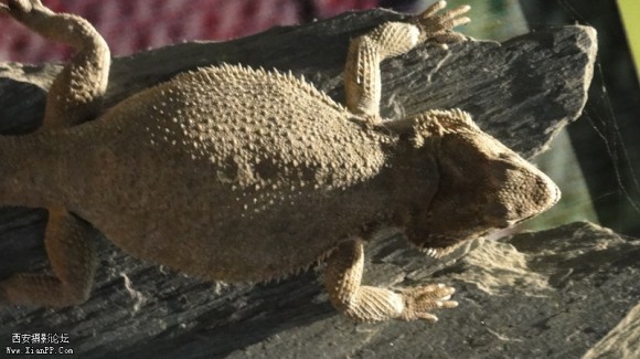 4.24杨陵博物馆(二)