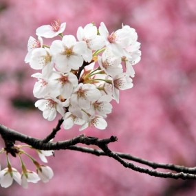 镜子乱拍の春天。绽放。