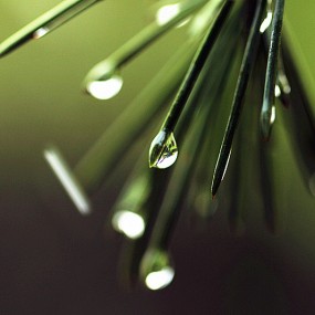 【微距试拍】花草和虫虫