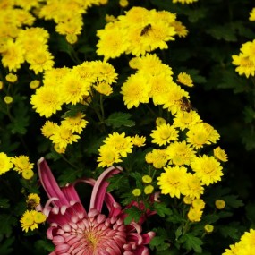 万千宠爱“一团红”