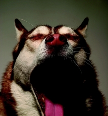 拍好狗狗表情之妙招