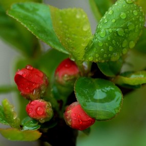 含苞欲放贴梗海棠