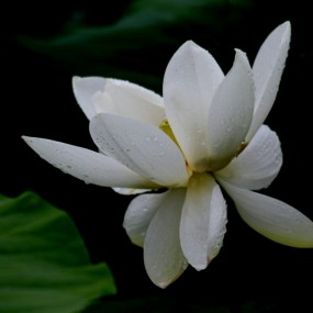 王莽乡拍雨荷二