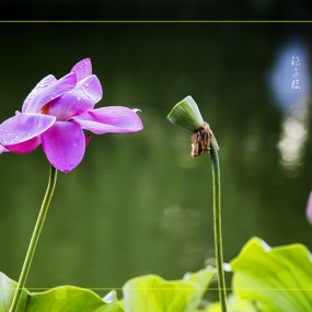 雨后残荷更娇艳