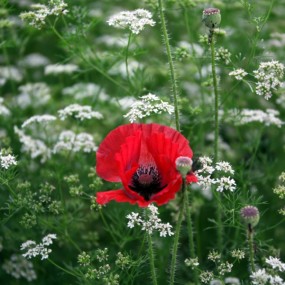 万绿丛中一点红