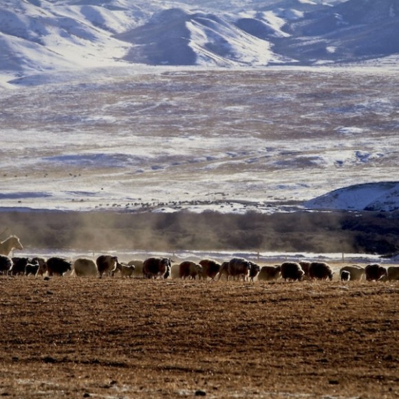 雪韵祁连（六）羊群