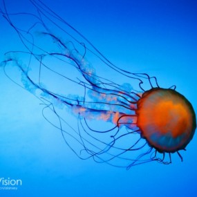 水母_航海王基德