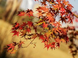 日暮秋烟起   萧萧枫叶红