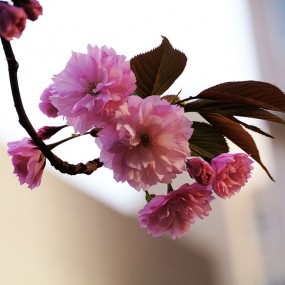 簇簇樱花悬金枝