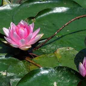 世博园里睡莲真美