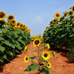 【实拍】油葵朵朵开引得蜂蝶来
