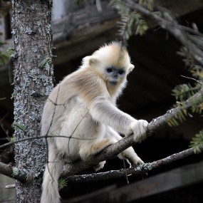 漂亮的金丝猴——拍自神农架