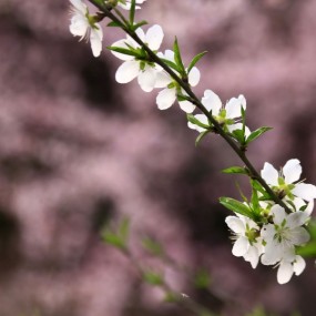 质本洁来当洁在 不应堕淖污洁身