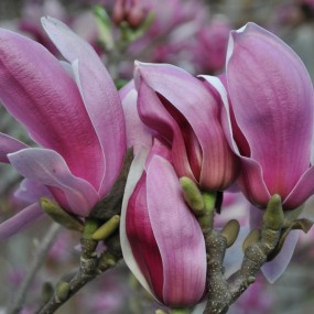 春天的笑脸---花