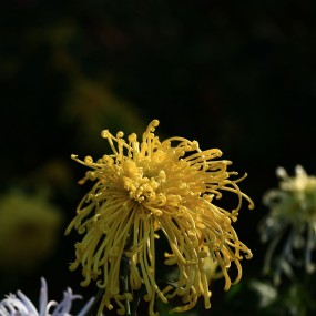 植物园的花