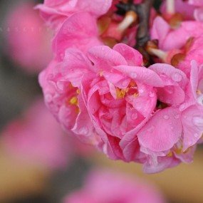 雨后梅花