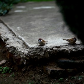 虽然黑云密布，小风嗖嗖，还是出来捏几张