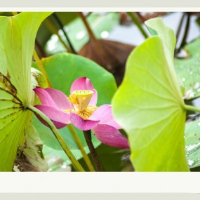 秋荷   最后的芬芳