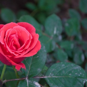 芍药承春宠，何曾羡牡丹。