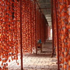 陕西富平柿子之乡拍柿饼