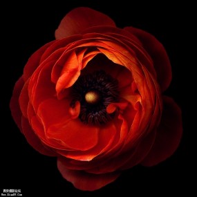 [静物] Flowers... Photographer Magda indigo