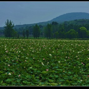 万亩荷花（华阴）