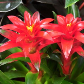 鸿运当头花开吉祥如意