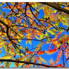 手机里长春的秋天