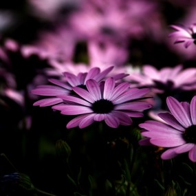 大明宫拍雏菊几张