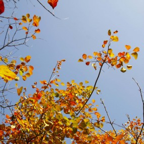 圭峰红叶红似火