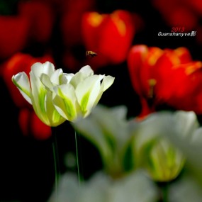 郁金香——浓情的春色