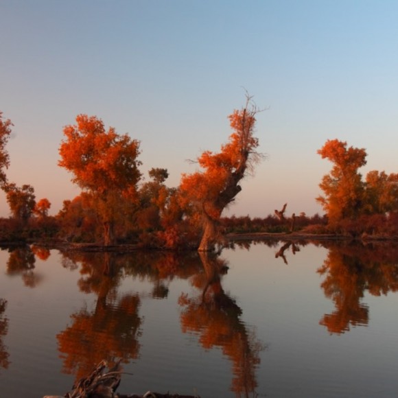 李大卫风光摄影——阿克苏胡杨