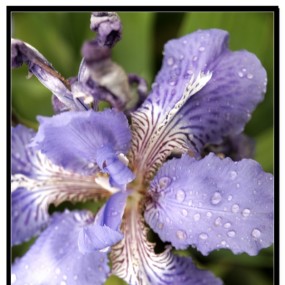 雨的寂静 花之招展