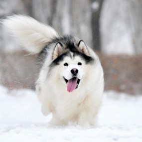 胖胖的阿拉斯加