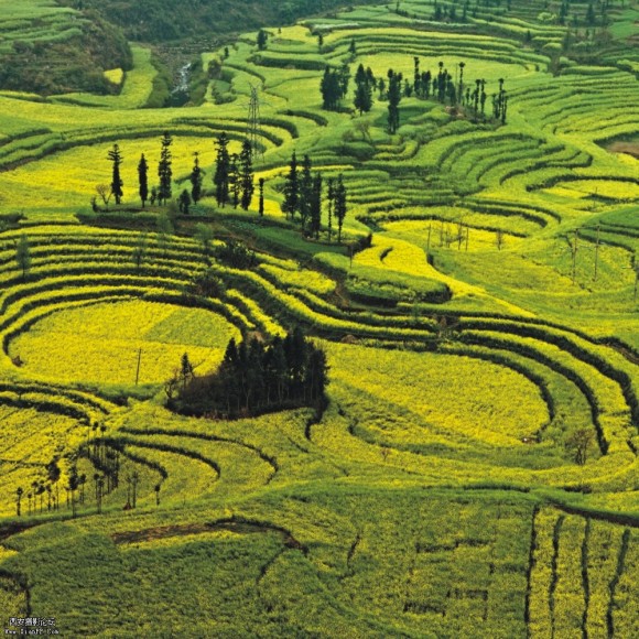 李大卫风光摄影——云南罗平