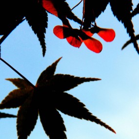 夕阳景物 欢迎指正批评