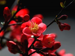 2018南京莫愁湖的海棠