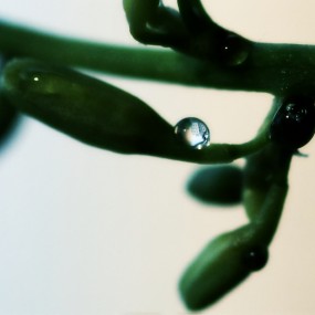 玲珑剔透龙血花