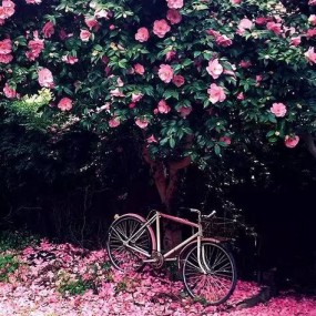 我希望有个如你一般的人。