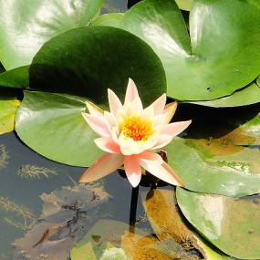 卡片机下的荷塘莲色