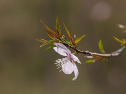 春暖花开时