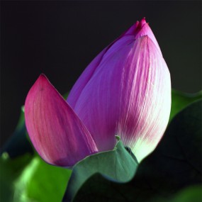 羞答答含而不露---大荔李世居